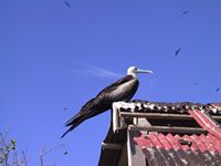 Female Frigate Bird