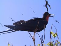 Male Frigate Bird