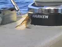 Finch being a little coy