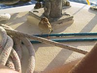 Finch smiling for the camera